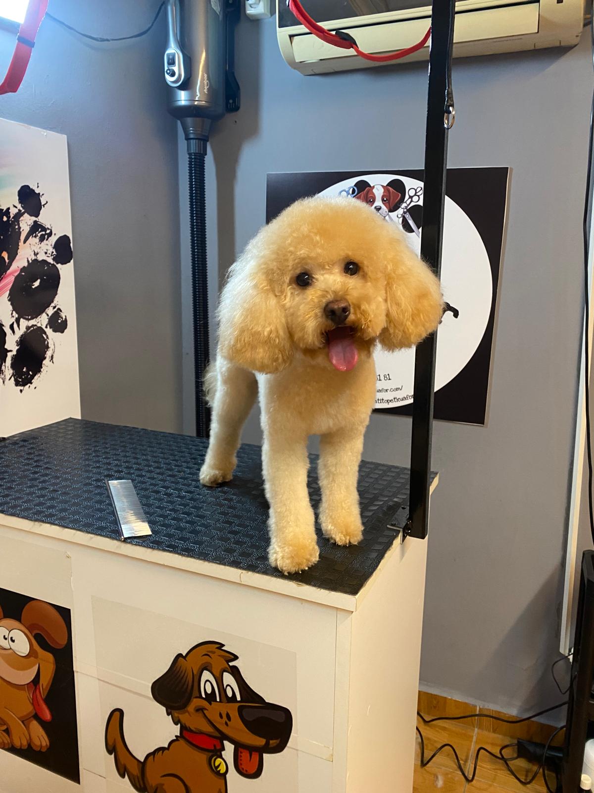 Patito Pet Kuaför - Profesyonel Köpek Tıraşı Örneği