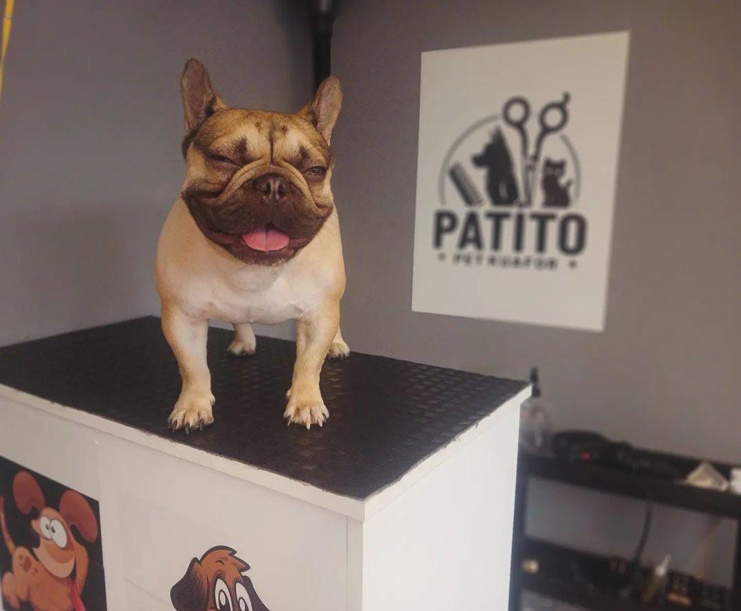 Patito Pet Kuaför - Köpek Bakım ve Güzellik